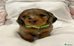 Miniature Dachshund dogs for sale: Beautiful Miniature dachshund puppies - Image 2
