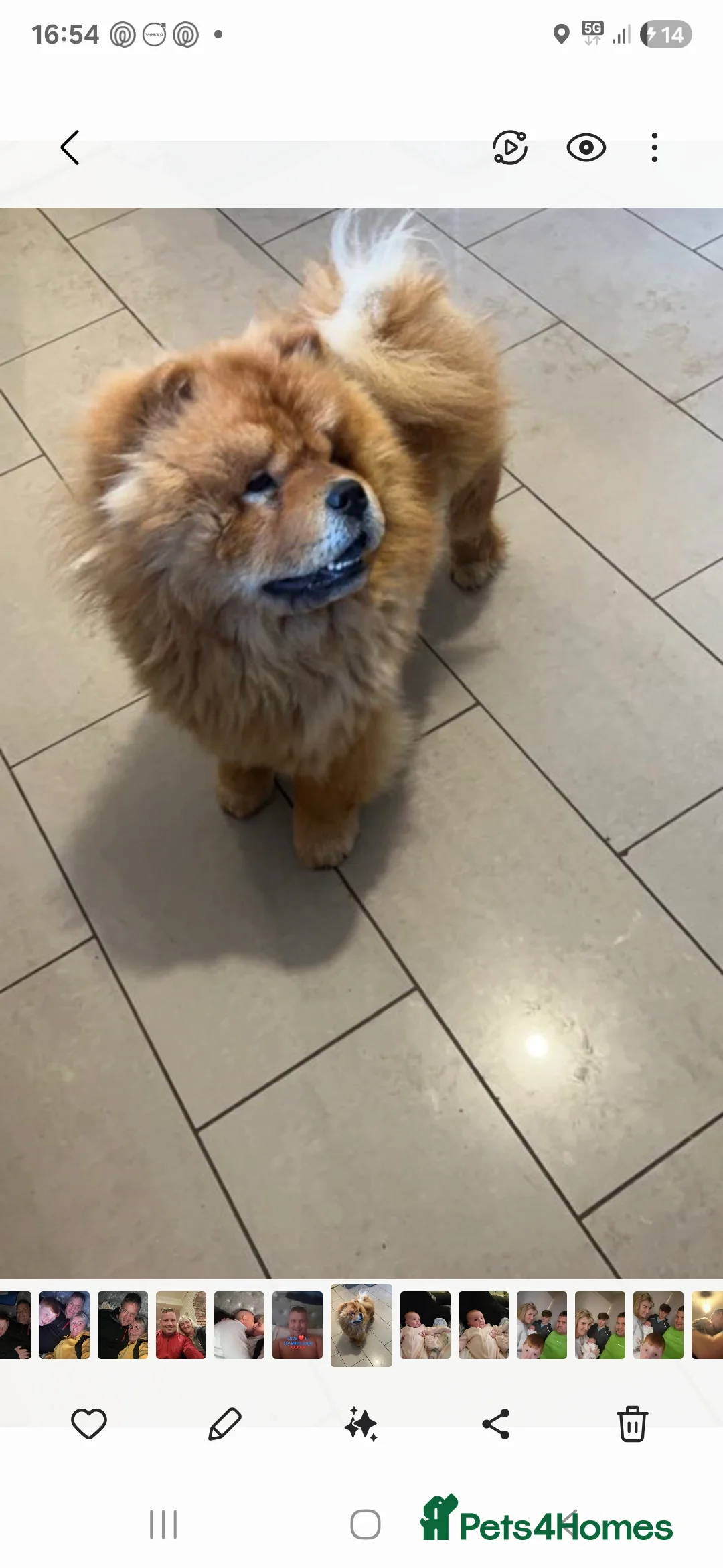 Chow Chow dogs for sale: Chow chow  - Advert 1