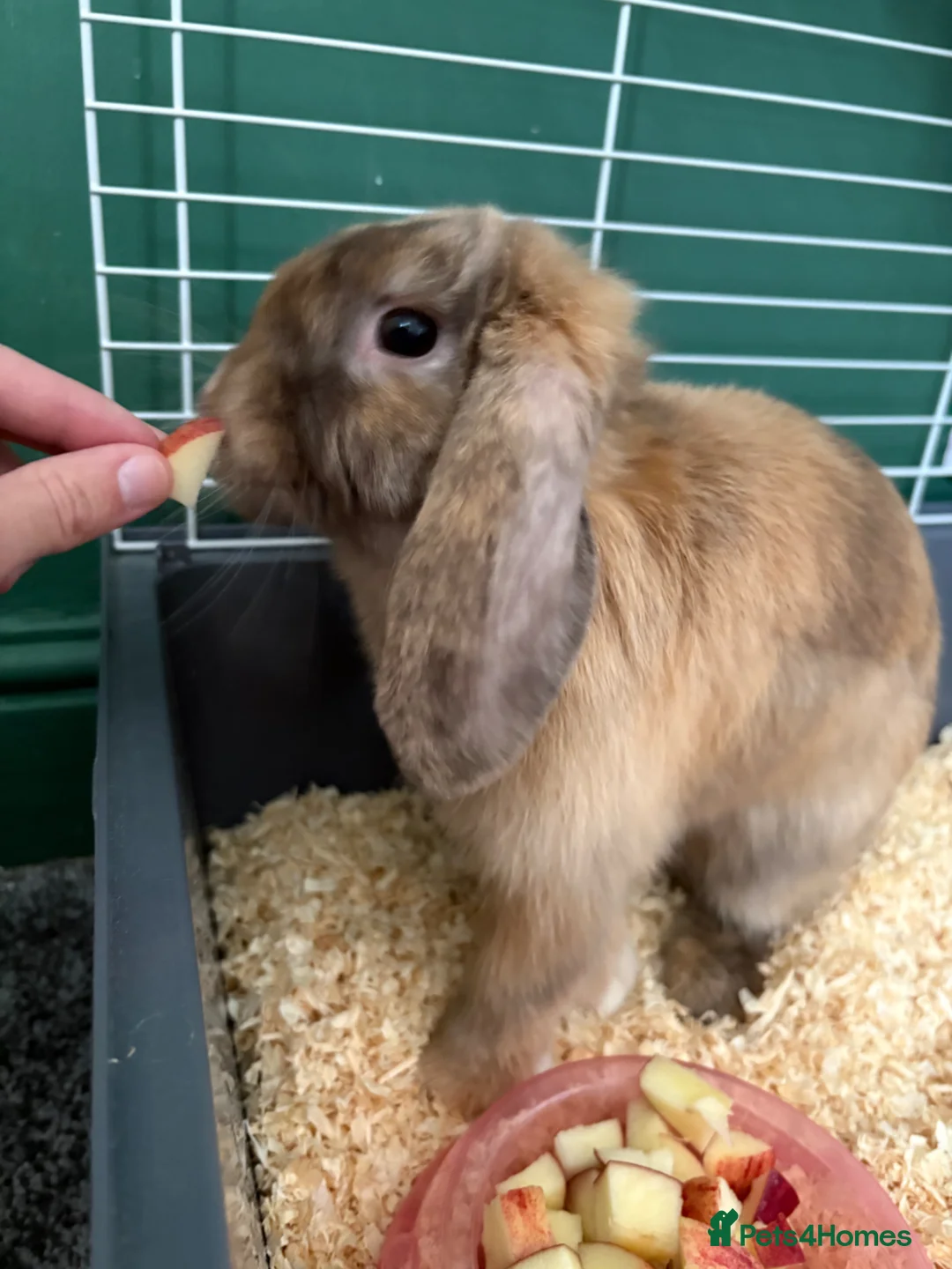 Mini Lop rabbits for sale: 6 month female mini lop in Bootle - Advert 1
