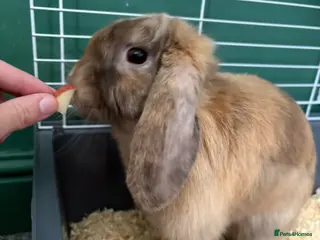 Mini Lop rabbits 6 month female mini lop - Advert 2