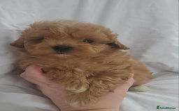 Maltipoo dogs for sale: Maltipoo puppies 5🌟licence breeder  - Image 5