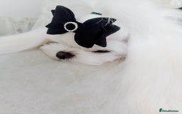 Maltese dogs for stud: ❤️health tested Tiny Korean Maltese boy❤️ - Image 7