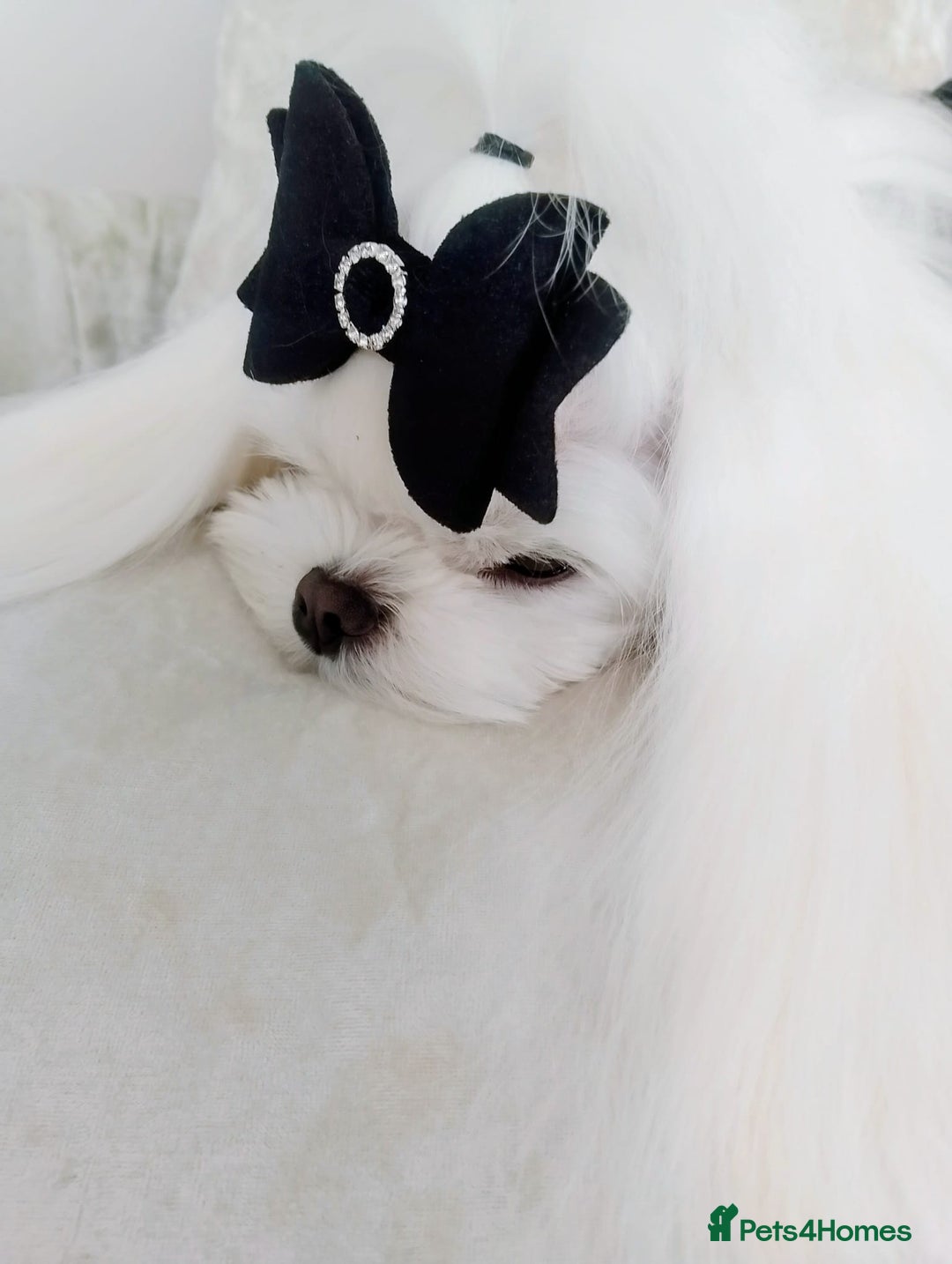 Maltese dogs for stud: ❤️health tested Tiny Korean Maltese boy❤️ - Image 7
