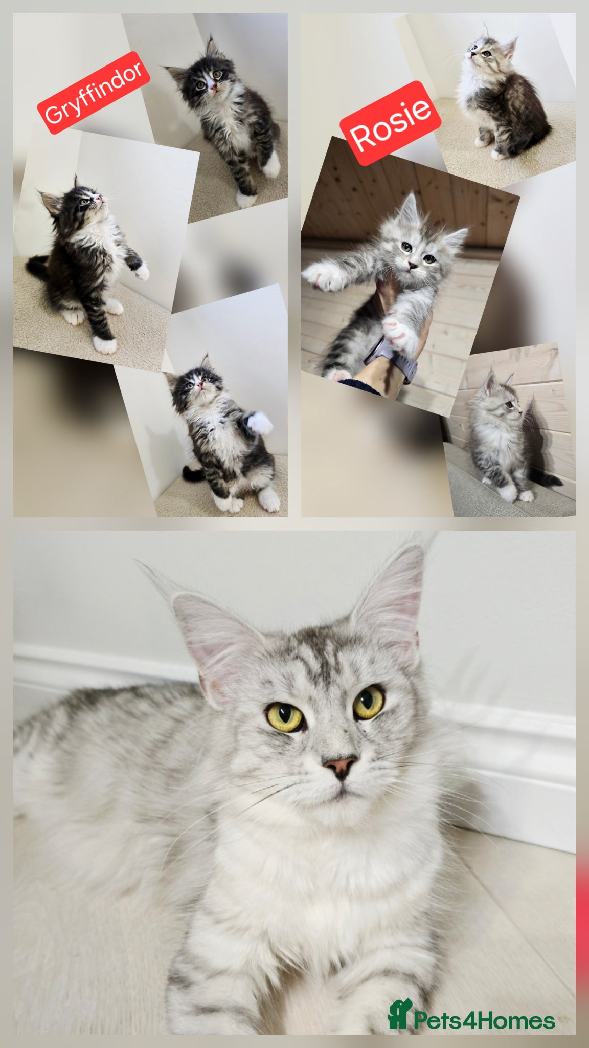 Maine Coon cats Maine coon kittens  - Advert 6