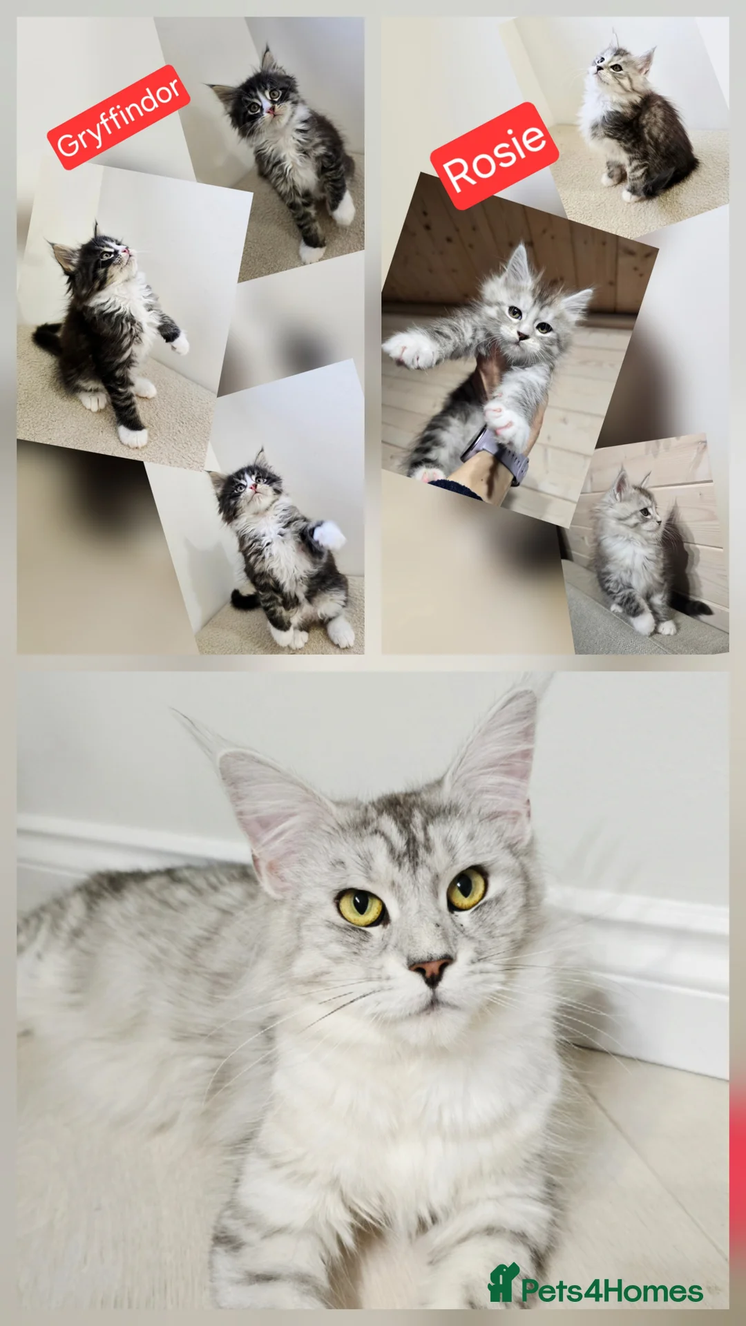 Maine Coon cats for sale: Maine coon kittens  - Advert 1