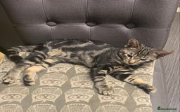 Domestic Shorthair cats for sale: 1x TABBY MALE KITTEN AVAILABLE NOW😸 - Image 11