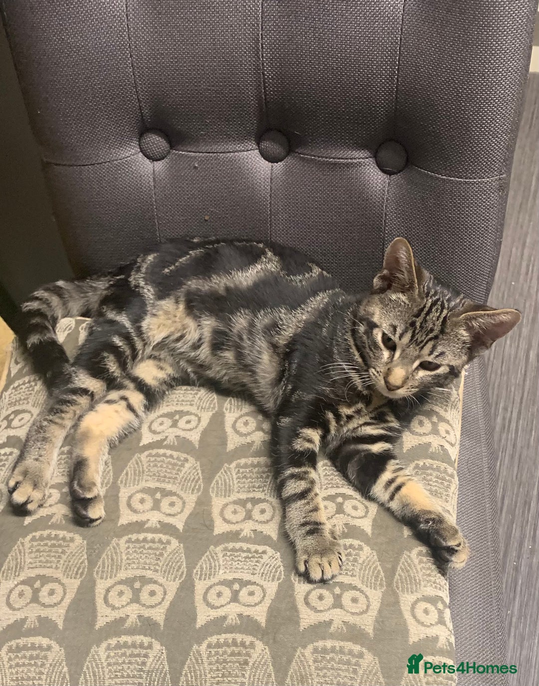 Domestic Shorthair cats for sale: 1x TABBY MALE KITTEN AVAILABLE NOW😸 - Image 11