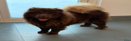 Chow Chow dogs for sale: 1 year old kc reg chocolate female chow chow - Advert 5