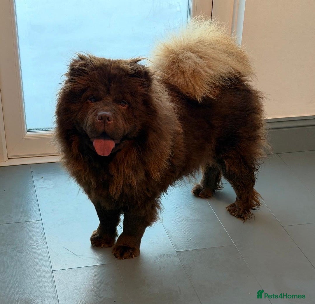 Chow Chow dogs for sale: 1 year old kc reg chocolate female chow chow - Advert 5
