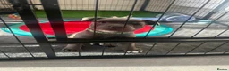 Staffordshire Bull Terrier dogs for sale: READY TO GO 08/06/26 KC REGISTERED BULLSCAFF PUPS in Walsall - Advert 14