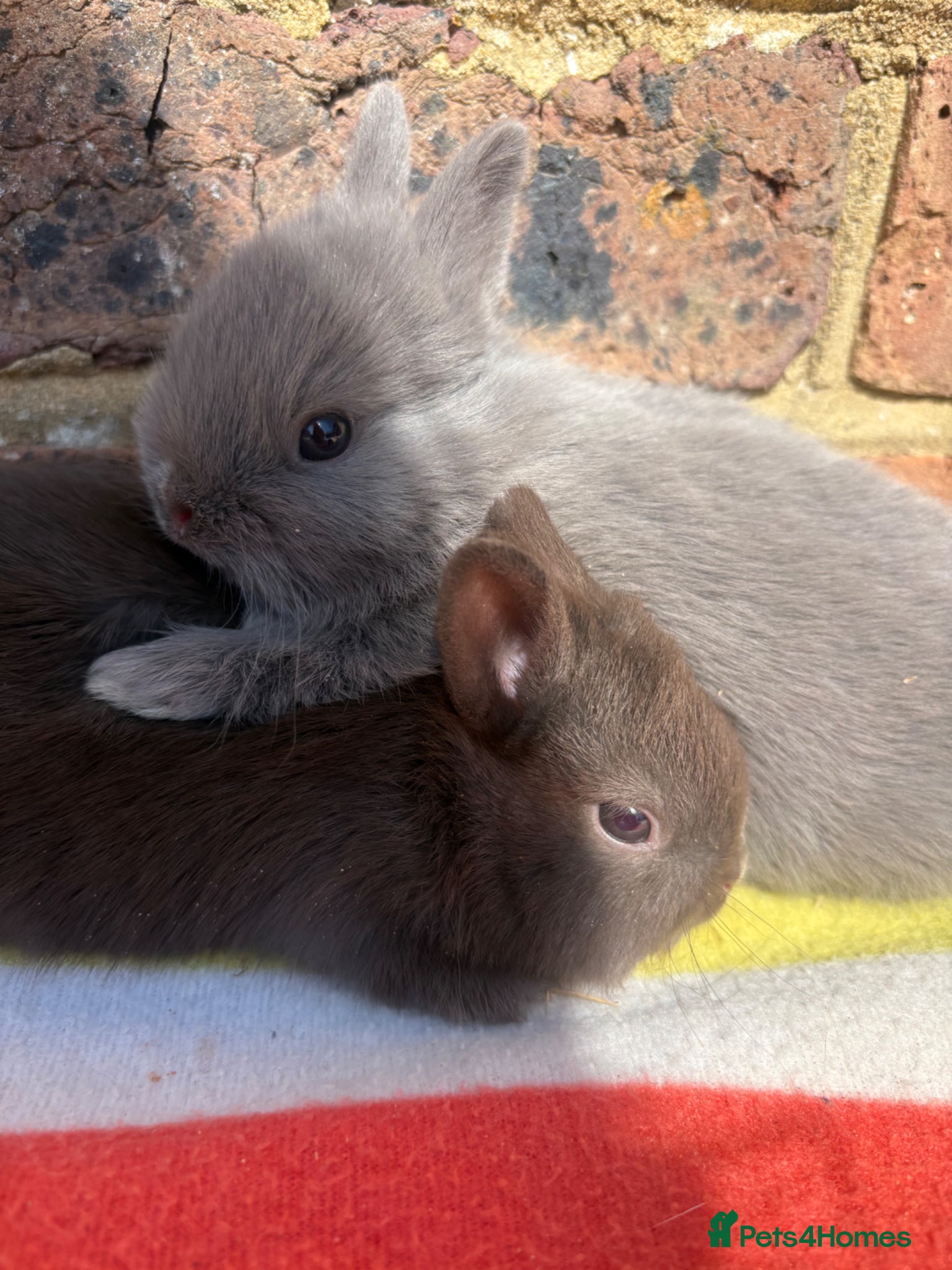 Netherland Dwarf rabbits Sweet Netherland dwarf bunnies  - Advert 8