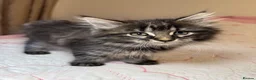 Mixed Breed cats for sale: Blacky and Stormy  in Luton - Advert 12
