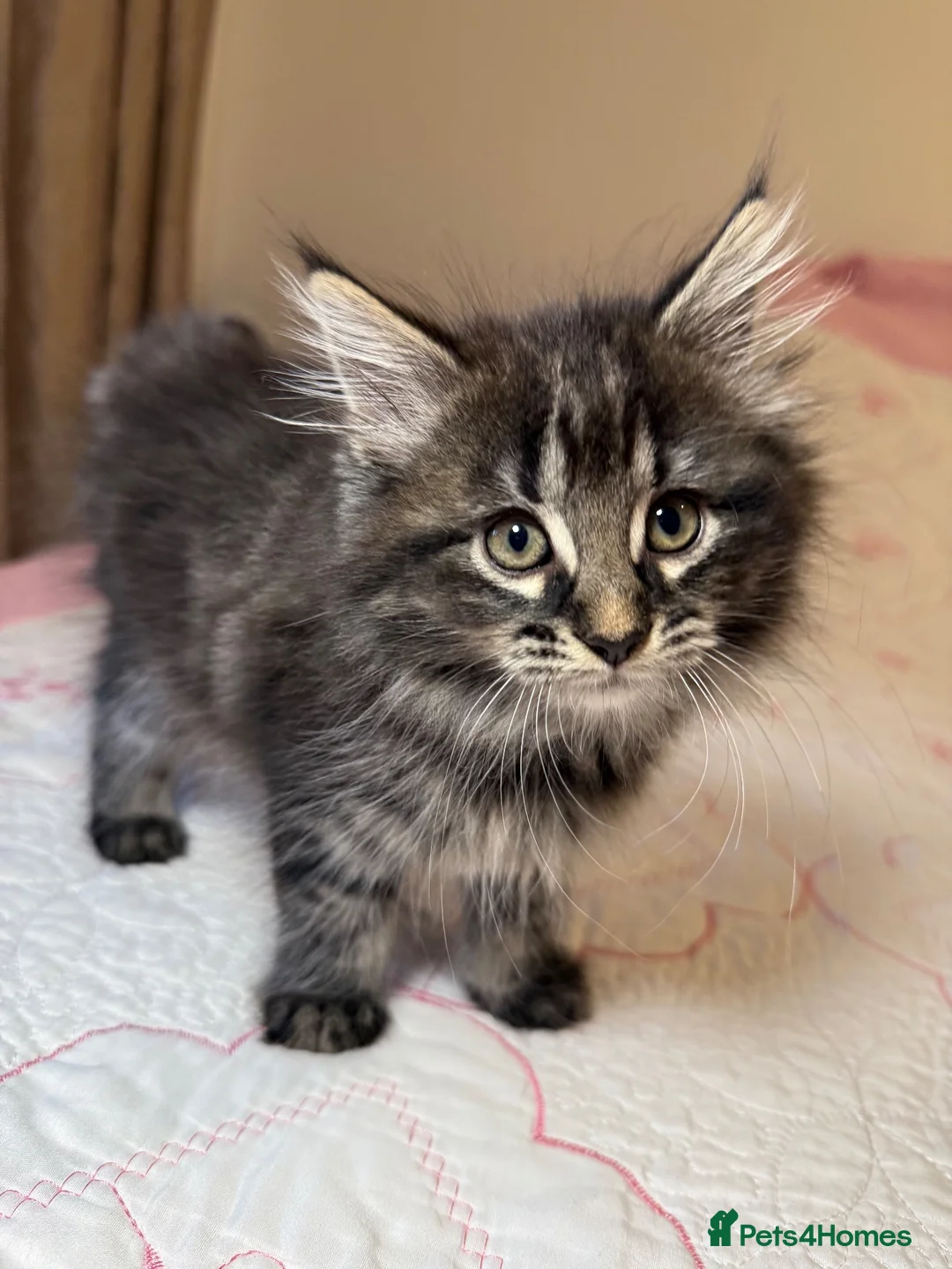 Mixed Breed cats for sale: Blacky and Stormy  in Luton - Advert 12