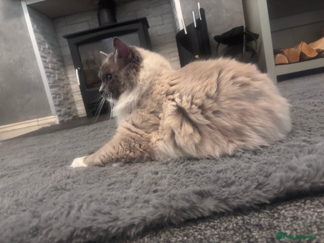 Ragdoll cats for sale: One gorgeous Ragdoll kitten available  - Image 12