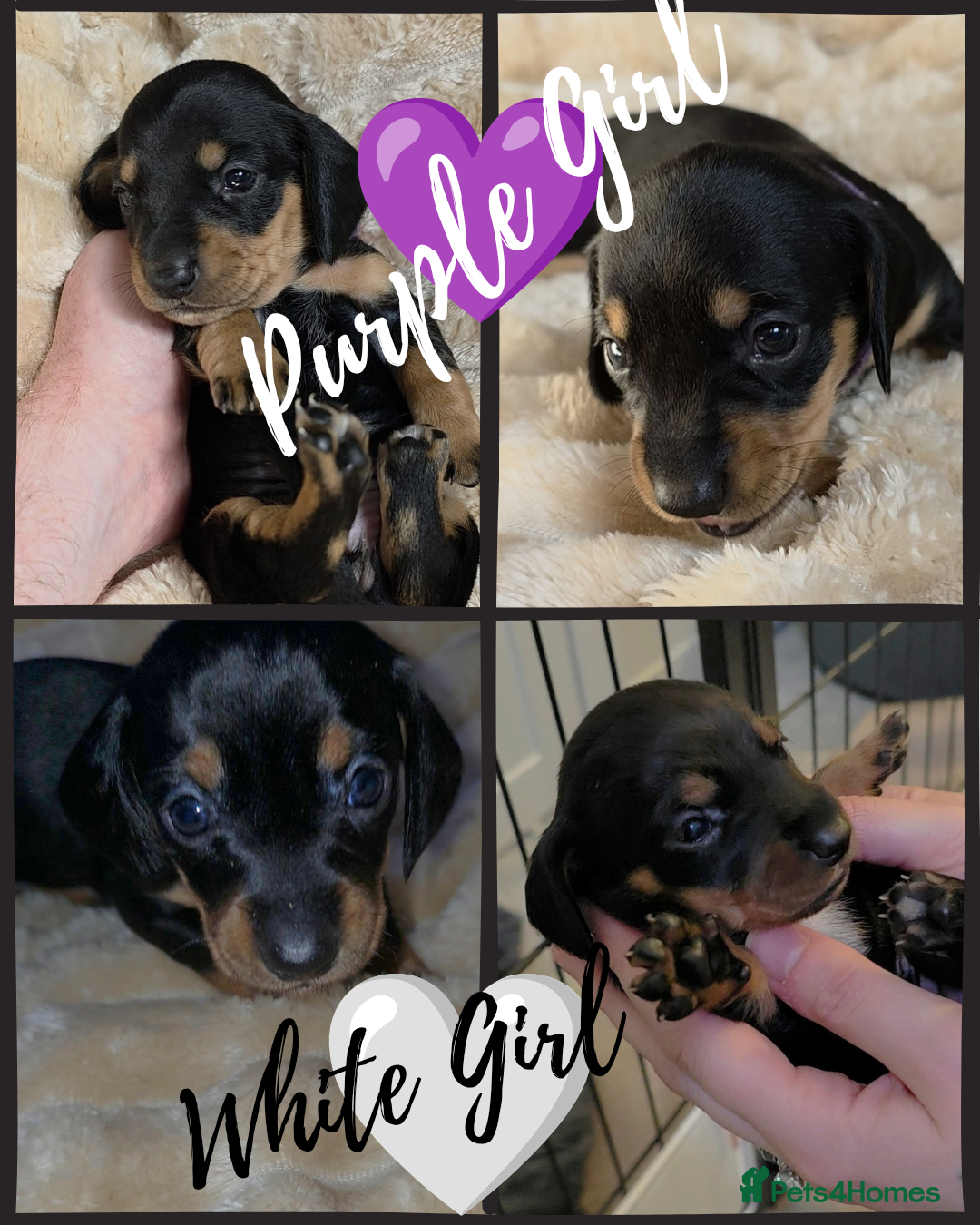 Miniature Dachshund dogs Miniature Dachshund Puppies last 2 girls  - Advert 1