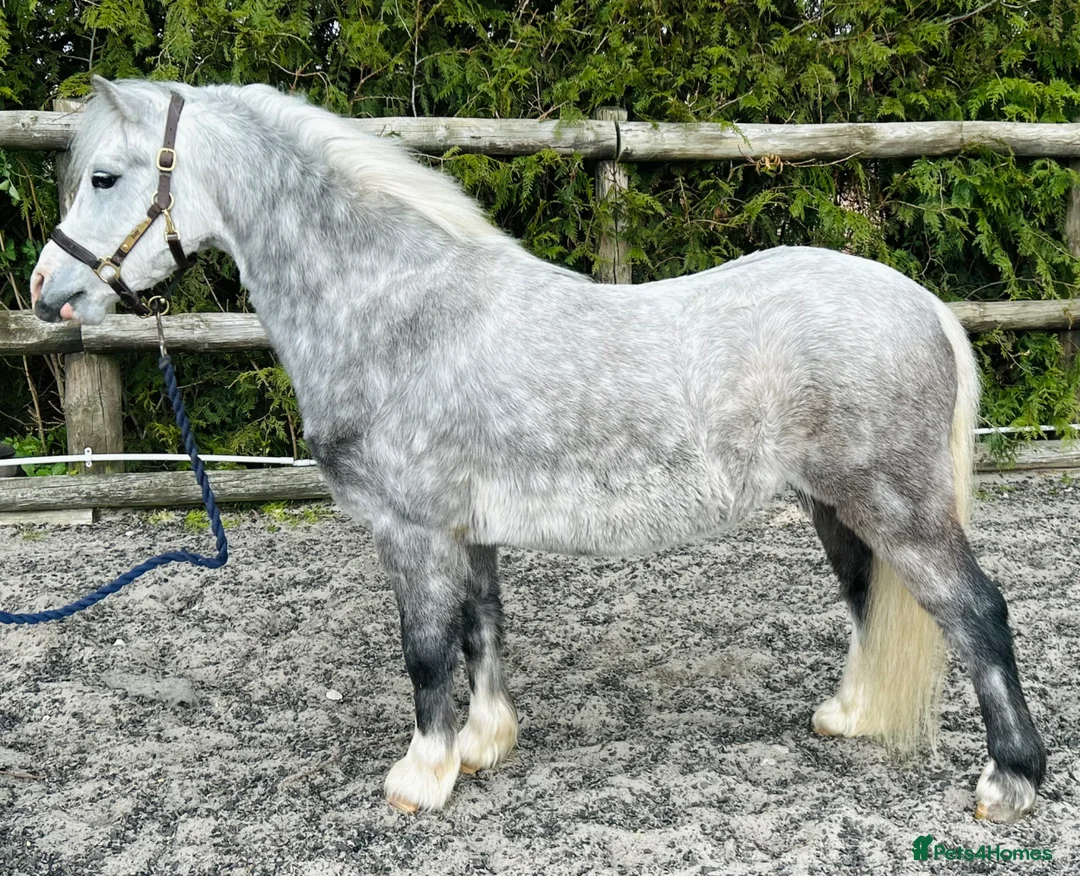 Welsh Section A horses for sale: A super section A - Advert 1