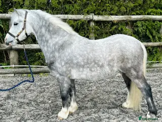 Welsh Section A horses A super section A - Advert 11