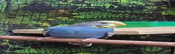 Budgerigars birds for sale: 6 Budgerigars for Sale - Advert 13