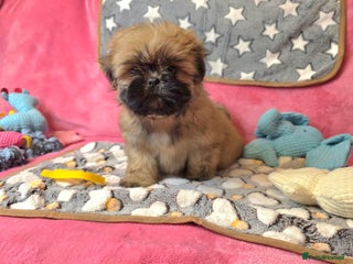 Shih Tzu dogs One Full Pedigree female Shih Tzu - Ready Today! - Advert 7