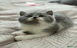 British Shorthair cats for sale: British shorthair-TICA pedigree,champion bloodline - Image 5