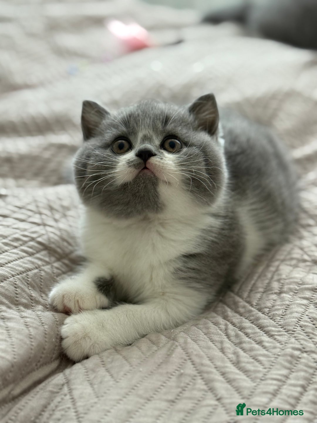 British Shorthair cats for sale: British shorthair-TICA pedigree,champion bloodline - Image 5