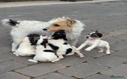 Jack Russell dogs for sale: rough coated Jack Russell  - Image 1