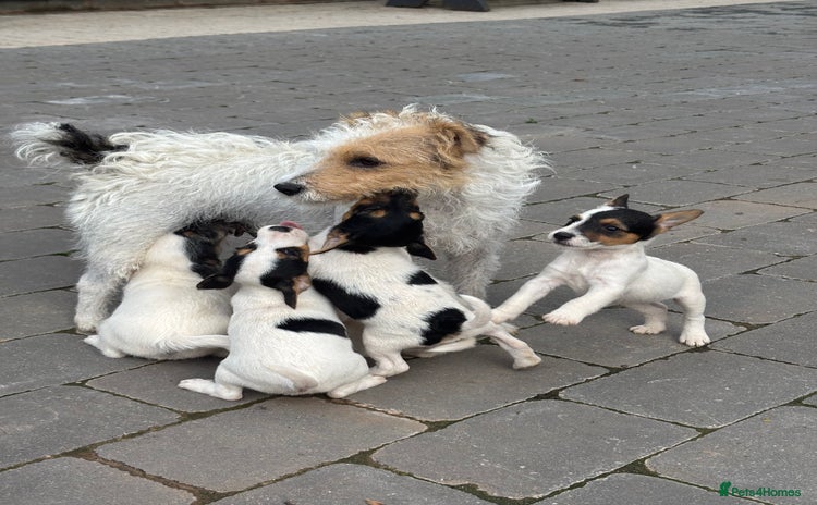 Jack Russell dogs - Advert 9