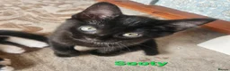 British Shorthair cats for sale: British Short Haired and Turkish Angora mix  - Advert 14