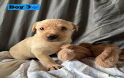 Labrador Retriever dogs for sale: 🐶 8 Gorgeous KC Labrador Puppy’s 🐶 - Image 17
