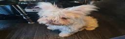 French Bulldog dogs for sale: French bulldog girls. Platinum.  in Devizes - Advert 5