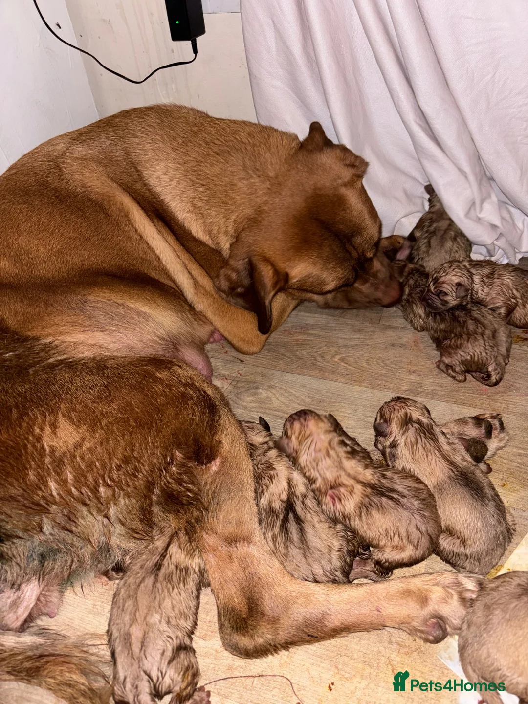 Mixed Breed dogs for sale: Boerboel x Rhodesian Ridgeback - Advert 12