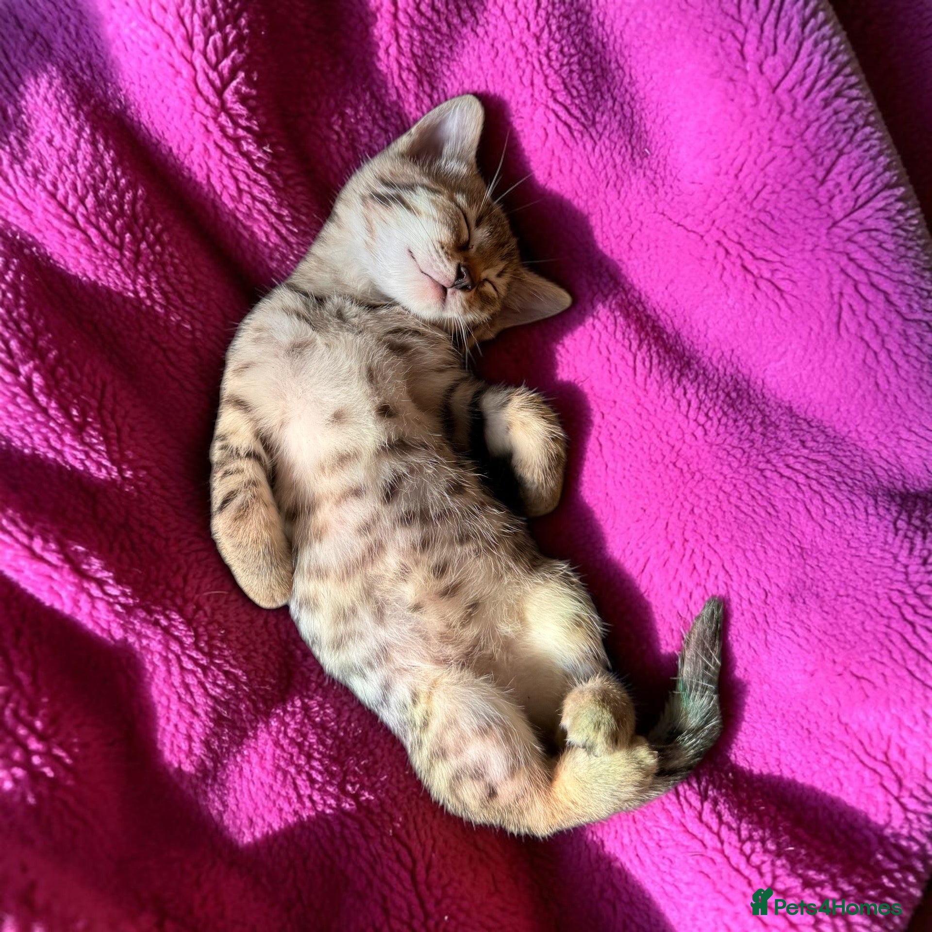 Bengal cats Really stunning bengal litter  - Advert 8