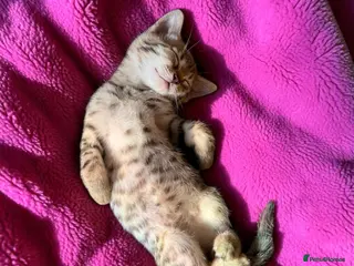 Bengal cats Really stunning bengal litter - Advert 1