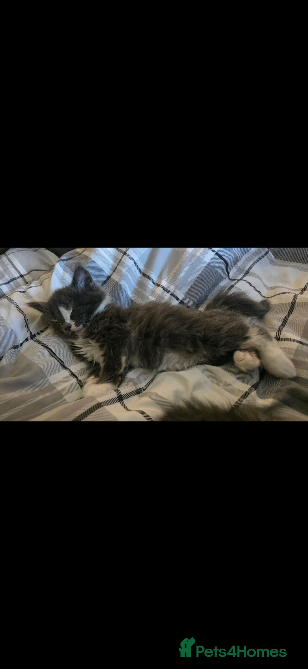 Maine Coon cats for sale: Maine coon - Advert 1