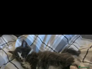 Maine Coon cats Maine coon - Advert 1