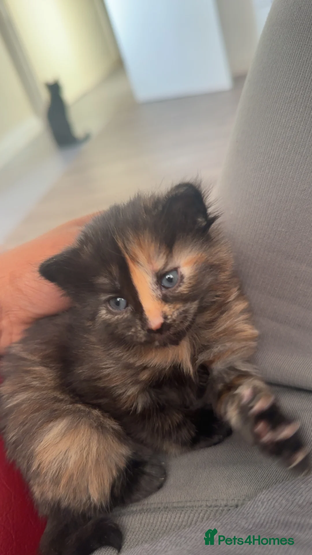 Mixed Breed cats for sale: Female cat for rehoming - Advert 2