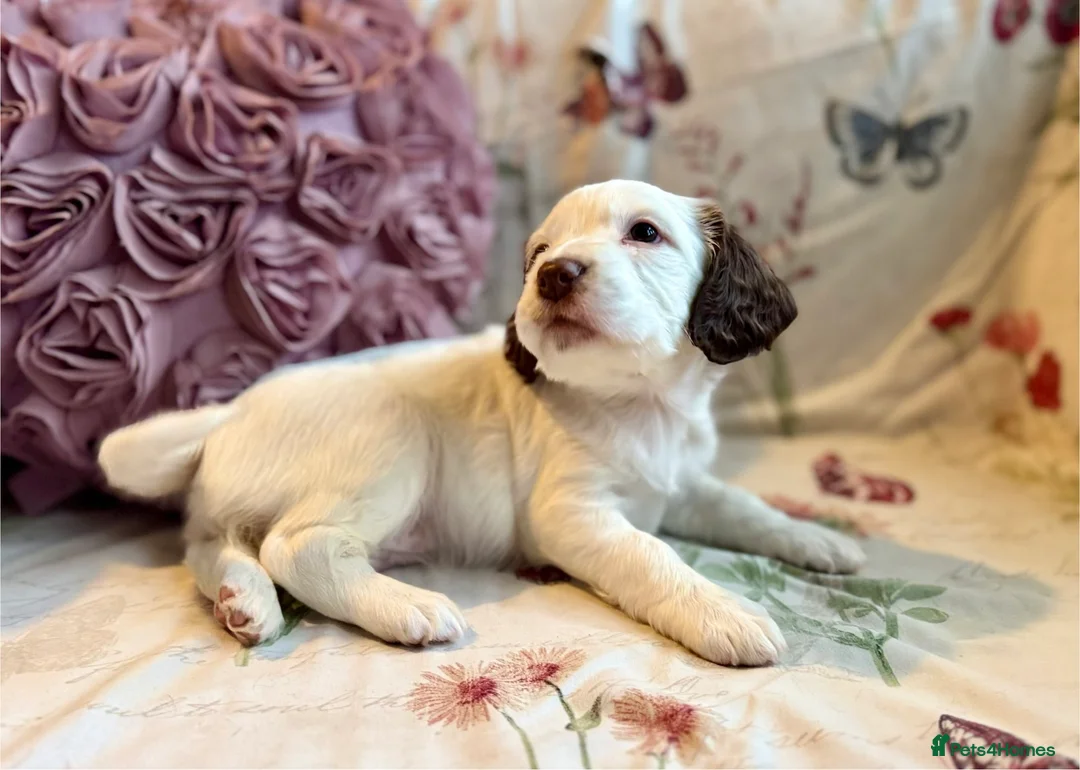 Sprocker dogs for sale: Beautiful Sprocker Spaniel pups  - Advert 12