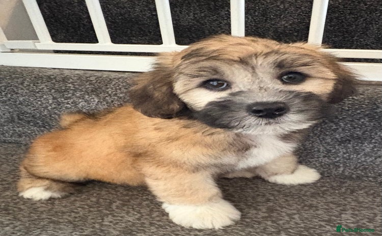 Lhasapoo dogs - Advert 1