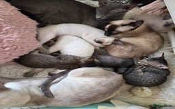 Siamese cats for sale: Siamese and Oriental Kittens  - Image 10