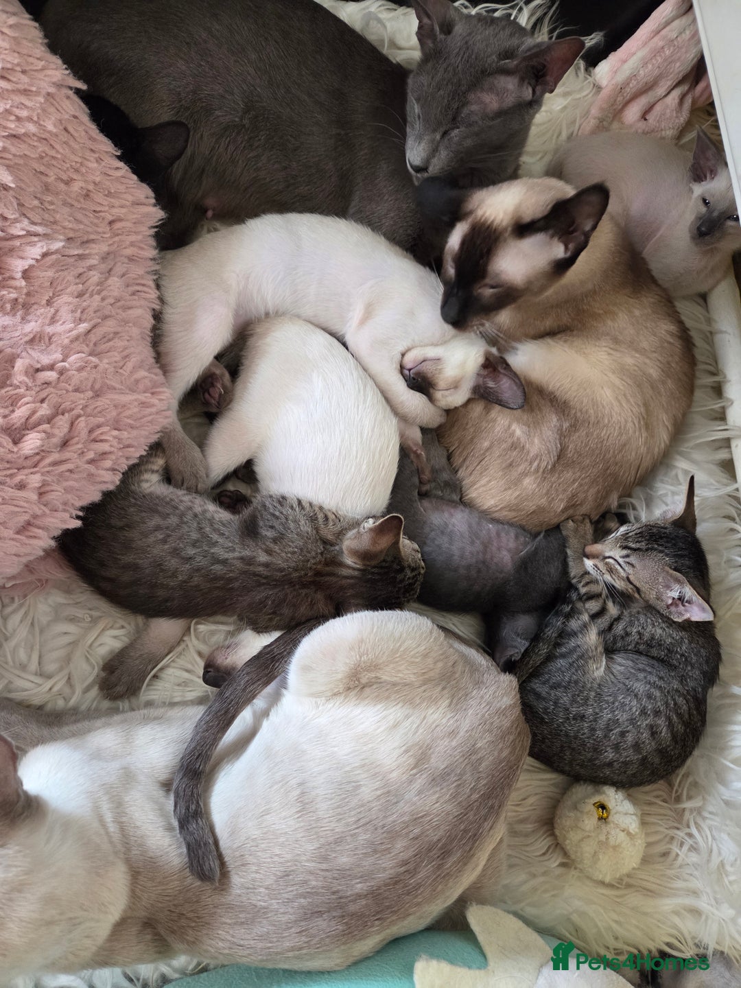 Siamese cats for sale: Siamese and Oriental Kittens  - Image 10