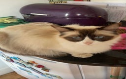 Ragdoll cats for sale: Ragdoll boy - Image 2