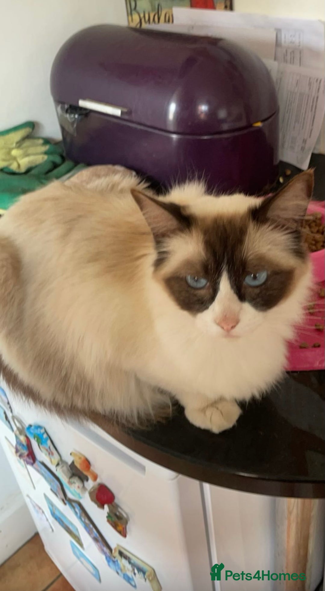 Ragdoll cats for sale: Ragdoll boy - Image 2