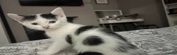 Mixed Breed cats for sale: Rio and Tokyo looking for their forever homes - Advert 3