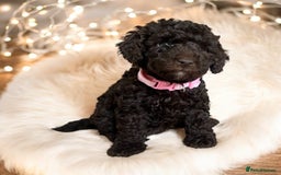 Toy Poodle dogs for stud: KC CHOCOLATE PHANTOM TOY POODLE in Willenhall - Image 15