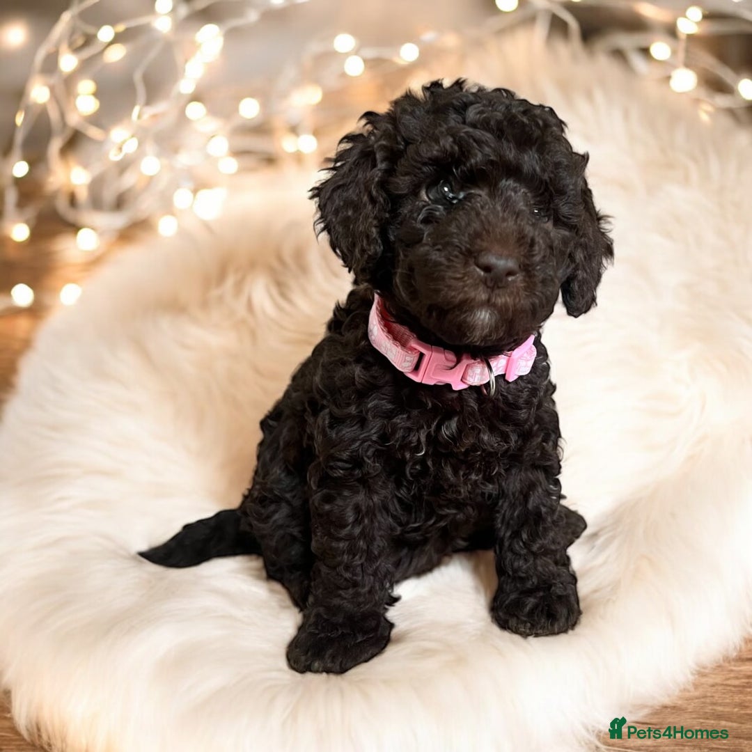 Toy Poodle dogs for stud: KC CHOCOLATE PHANTOM TOY POODLE in Willenhall - Image 15