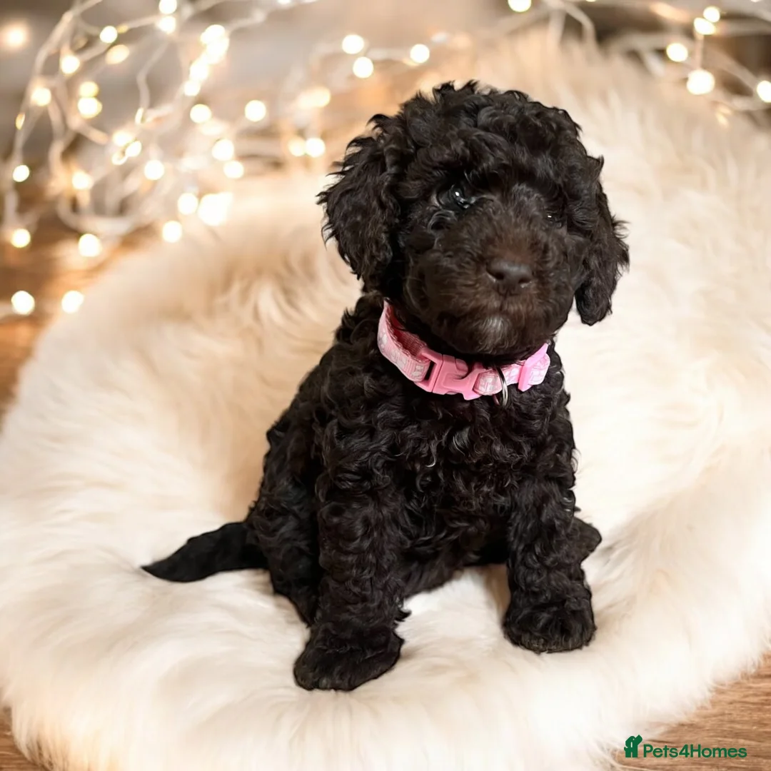 Toy Poodle dogs for stud: KC CHOCOLATE PHANTOM TOY POODLE in Willenhall - Advert 15