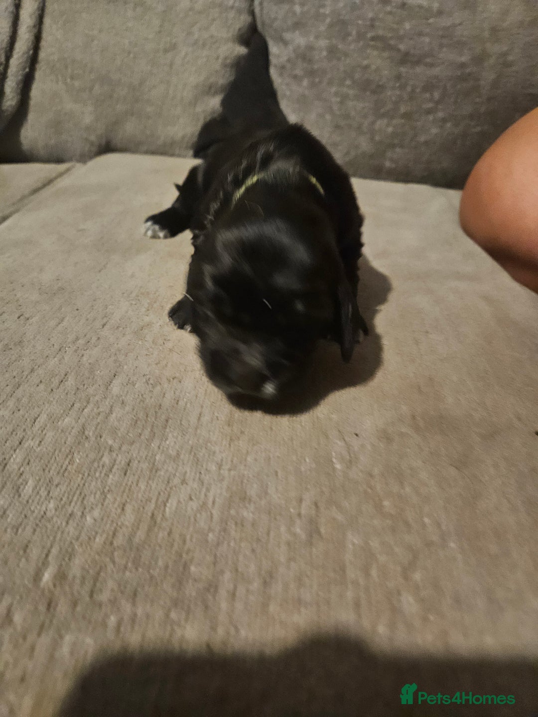 Cocker Spaniel dogs for sale: Beautiful cocker spaniel pups - Image 2