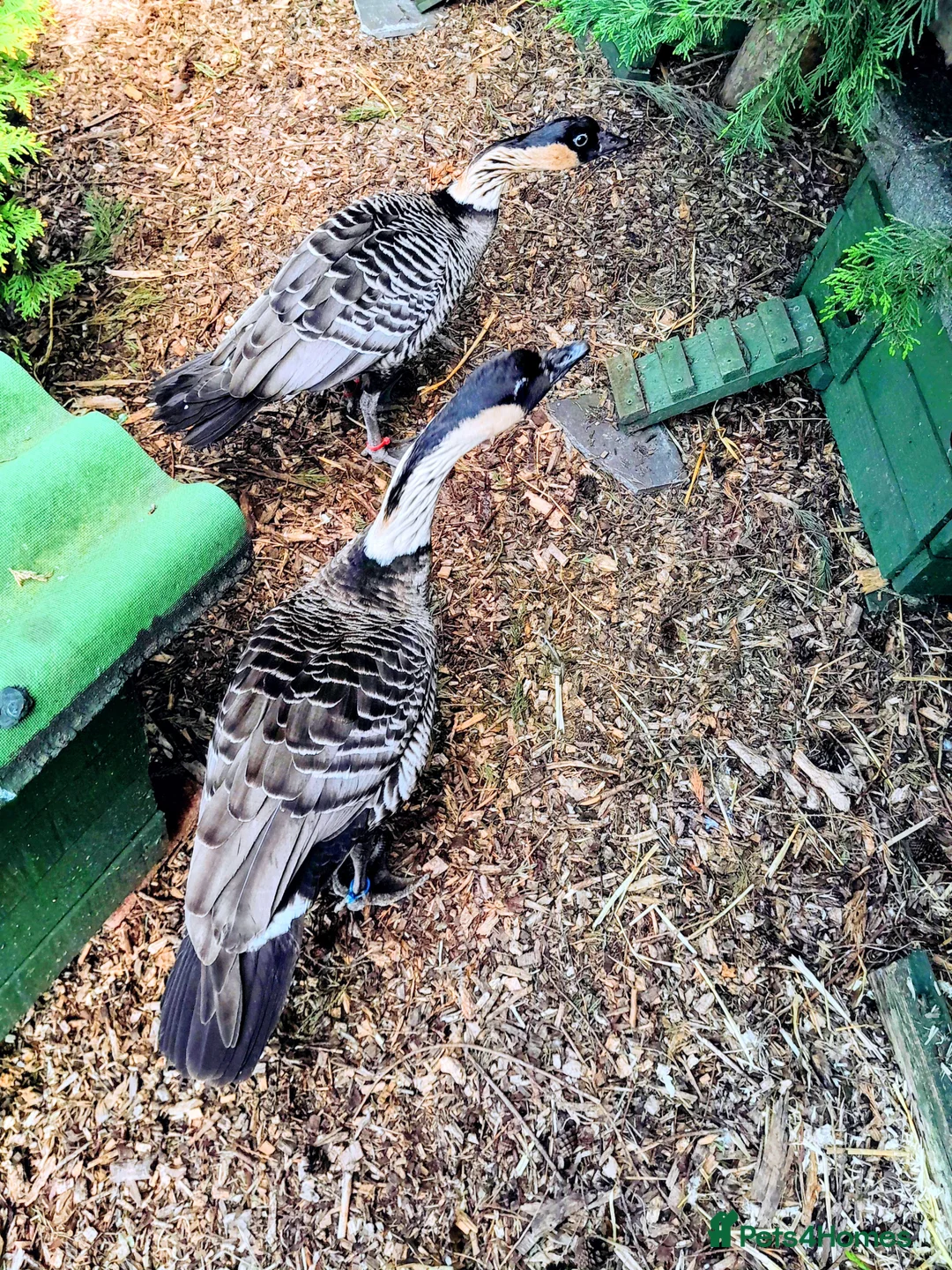 Geese poultry for sale: Adult pair of Hawaiian geese and spare male  - Advert 1