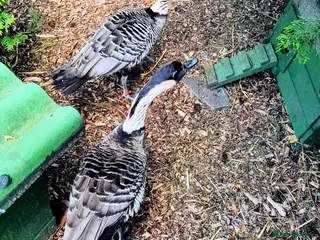 Geese poultry Adult pair of Hawaiian geese and spare male - Advert 1