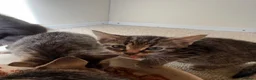 Mixed Breed cats for sale: 2 male tabby kittens urgently need new homes!! - Advert 9